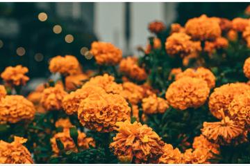 Día de muertos llenará del color de flores de cempasúchil a Tijuana